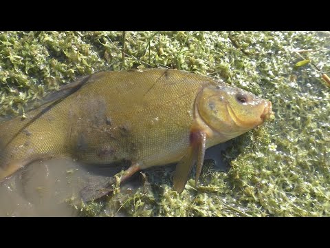 Видео: Карпы в бесхозном пруду: секретный эксперимент, 31 серия