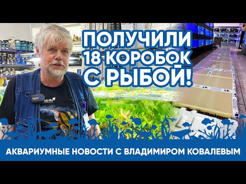 Видео: Аквариумные новости с Владимиром Ковалевым (01.06.2023).18 коробок рыбы, день защиты детей с КИТиком