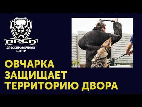 Видео: Команда Фас/Чужой/Взять | Как Немецкая овчарка охраняет двор