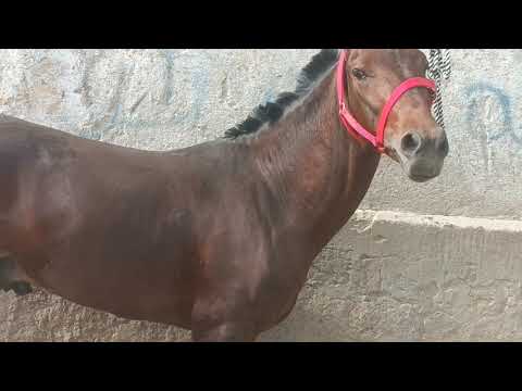 Видео: 29 октября 2025 чоршанбе бозори душанбе ленский район