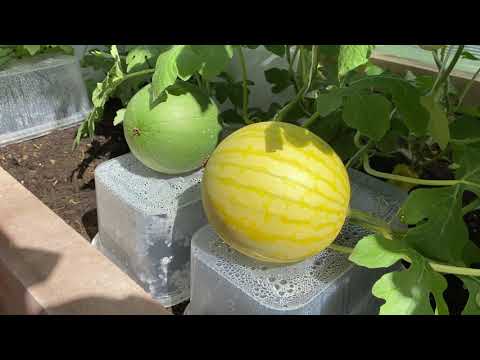 Видео: АРБУЗЫ в Московской области - это очень ЛЕГКО!