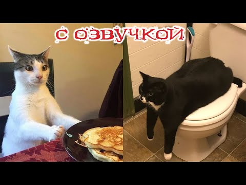 Видео: Приколы с котами! С ОЗВУЧКОЙ! - Смешные коты! Самые смешные животные! 2024