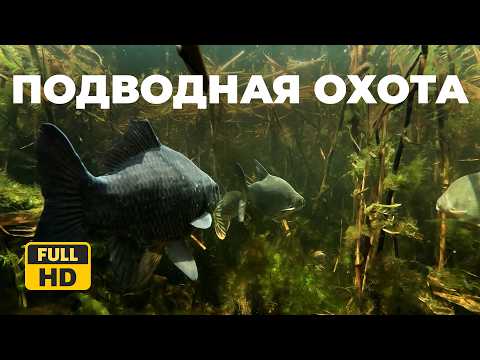 Видео: Подводная охота без комментариев. ПОЛНОЕ ПОГРУЖЕНИЕ в подводный мир!