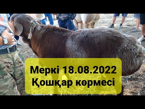 Видео: МЕРКЕ ҚОШҚАР КӨРМЕСІ.