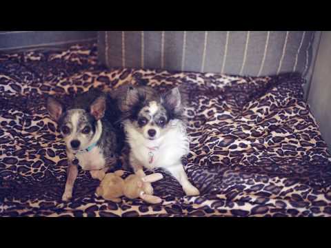 Видео: ОДИН ДЕНЬ ИЗ ЖИЗНИ СОБАК | ДОГМАМА И СОБАКИ