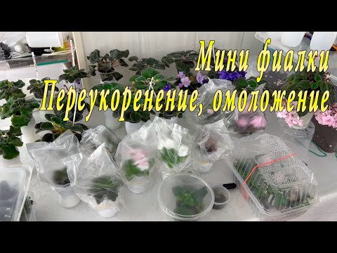 Видео: Мини фиалки. Результат переукоренения