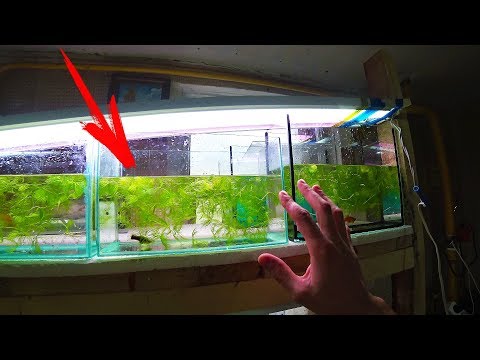 Видео: ОТСАДИЛ БЕРЕМЕННЫХ МЕЧЕНОСЦЕВ В ОТСАДНИКИ-НЕРЕСТОВИКИ!!!