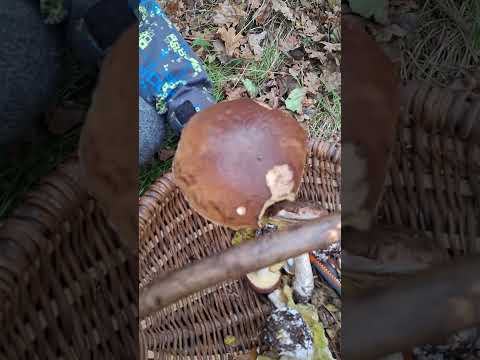 Видео: Я нашла белое грибы 