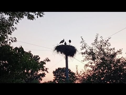 Видео: За обрій вже лелеки відлетіли, та нам на  згадку літні вечори лишили...