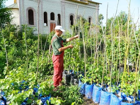 Видео: Выращивание вегетирующих саженцев в сезоне 2016 (Cultivation vegetative seedlings in season 2016