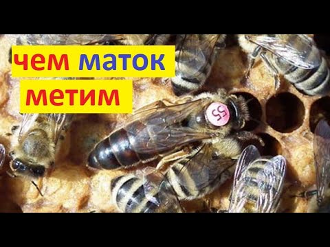 Видео: #пчёлы. Признаки облетавшейся матки. Зачем метить маток. Чем мечу. Что дальше делать с отводком.