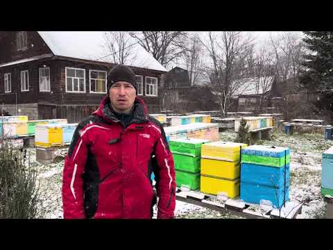 Видео: Прием заявок на пчеломаток в сезоне 2026