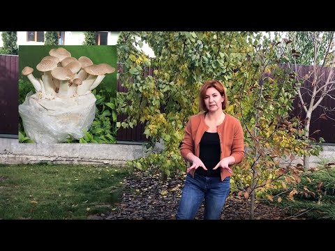 Видео: Гливи в пакеті? І вас навчимо)