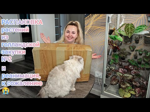 Видео: ХОТЕЛА СНЯТЬ БЫСТРУЮ РАСПАКОВКУ, А ПРИШЛОСЬ ЕЩЁ И РЕАНИМИРОВАТЬ😭Что купила?Как дошли растения?🤔