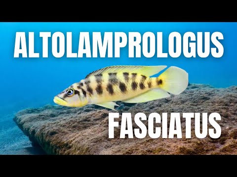 Видео: Полная история Altolamprologus fasciatus | The Ancient Hybrid of Tanganyika