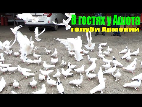 Видео: ГОЛУБИ АРМЕНИИ. В гостях у АШОТА.