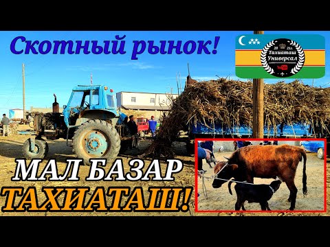 Видео: МАЛ БАЗАР - СКОТНЫЙ РЫНОК 04.08.24г.#тахиаташ#каракалпакистан#цены#бахалары#огиз#быки#коровы#сауын