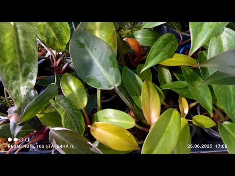 Видео: ПРОДАЖА, филодендроны