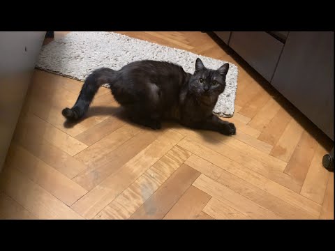 Видео: Кот 🐾 | Наш быт в Киеве | Делим холодильник, ванну и жизнь на пятерых 😅