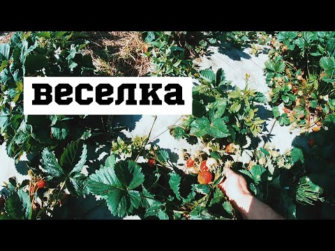 Видео: Сорт полуниці Веселка/Мій досвід вирощування полуниці на Поліссі