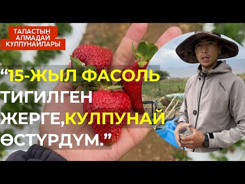 Видео: Агроном менен 0 дон баштап иштешкен, Бакмурат байке менен маек.