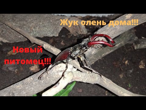 Видео: Шок! Жуки олени дома!😱🦌 Уход за жуком оленем!😱🐞🦌🏡