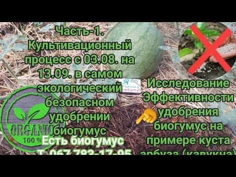 Видео: Исследование роста куста кавуна в самом безопасном удобрении биогумус.С 03.08 по 13.09. Часть-1.