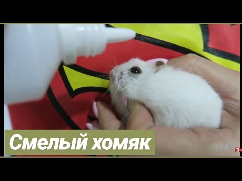 Видео: Спасаю глаз хомяка часть 2