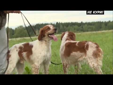 Видео: Какую охотничью собаку выбрать. . 2018