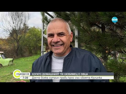 Видео: Овцата Калинка яде луканка и прави крос със стопанина си Дончо всяка сутрин