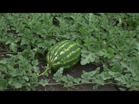 Видео: Вай боахам 230724 Холохоева Пятимат
