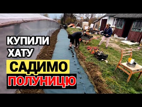 Видео: Життя в селі. Купили будинок і садимо Полуницю для себе. Пізня Посадка полуниці 