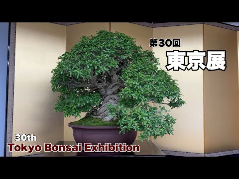 Видео: 30-я Токийская выставка бонсай