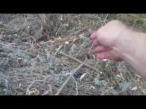 Видео: Ловлю фазана петлей.