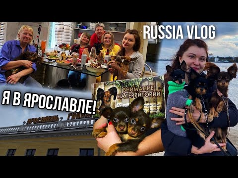 Видео: Я в Ярославле! В гостях у заводчиков собак породы Русский Той/День 8/RUSSIA VLOG