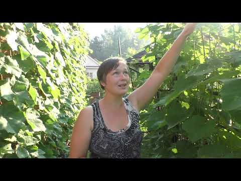 Видео: Борьба с болезнями на винограднике. Важные моменты