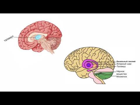 Видео: Аралық ми | Аралык ми