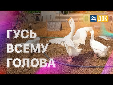 Видео: Племенное хозяйство породистых гусей появится в Абинском районе. Проект "Землеход"