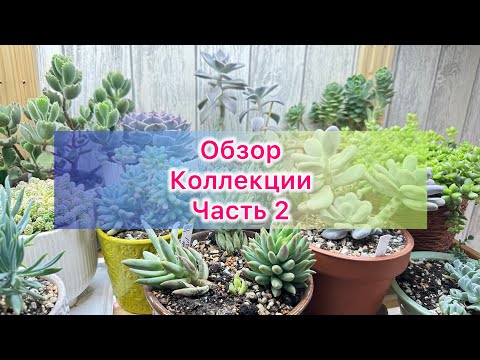 Видео: Суккуленты. Обзор коллекции. Часть 2 #succulent #echeveria