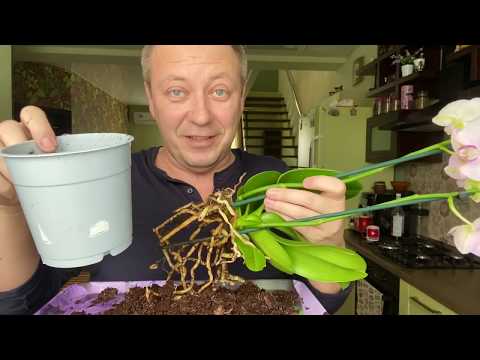 Видео: ОРХИДЕИ в ТЁМНЫХ ГОРШКАХ можно пересаживать фаленопсисы в НЕ прозрачные или НЕТ