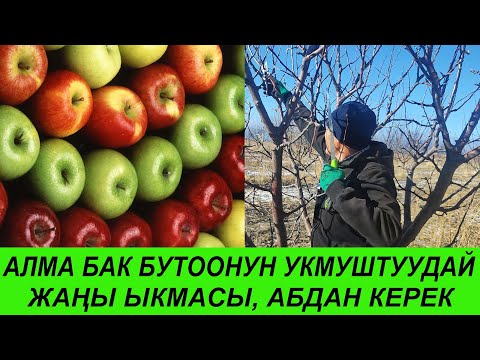 Видео: Алма бак бутоо башталды / Жаңы ыкма менен бутоо, укмуштуудай түшүмгө алып келет.