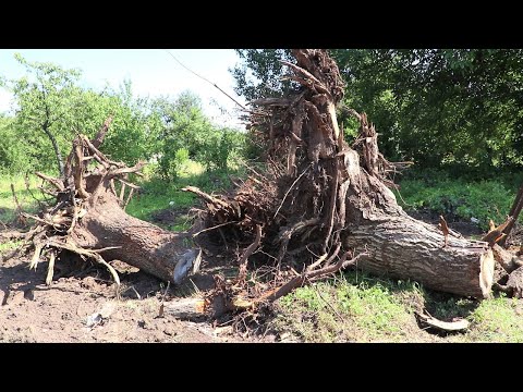 Видео: БЫСТРО ИЗБАВЛЯЮСЬ ОТ ПНЕЙ! СПОР С СОСЕДЯМИ! ВЫВЕЗЛИ СТАРЫЙ САРАЙ!