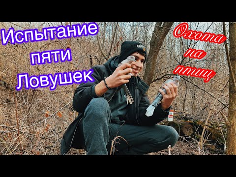 Видео: Испытание пяти ловушек на птиц. Охота на кольчатых горлиц разнообразными ловушками. Поход в лес!!!