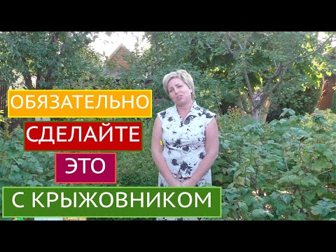 Видео: КРЫЖОВНИК ОСЕНЬЮ: УХОД, ПОДКОРМКИ, ОБРЕЗКА, ЗАЩИТА!
