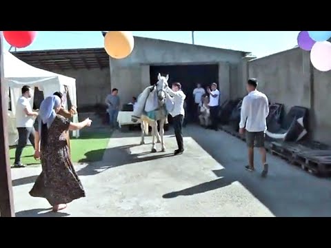 Видео: Үйге тай әкелу тойдың алдында