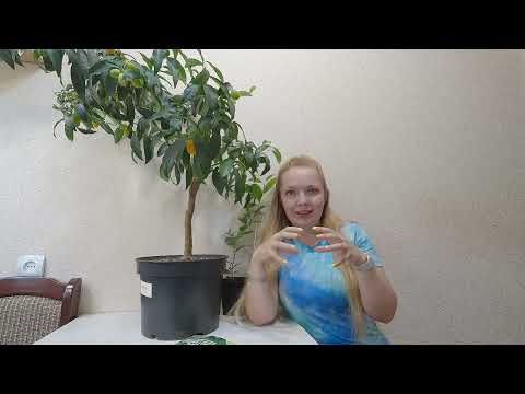 Видео: Паутинные клещи(Tetranychidae). Как обнаружить и бороться с ним.