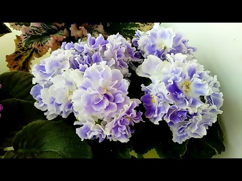 Видео: КАК У МЕНЯ ЦВЕТУТ ФИАЛКИ май 2020