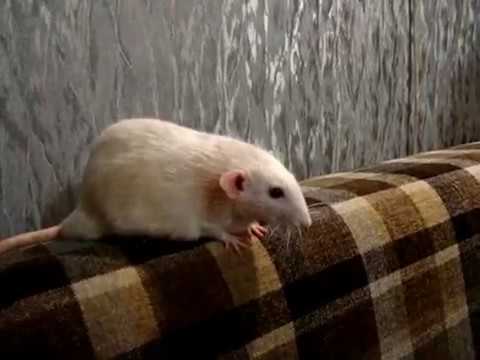 Видео: Откроем все Куськины секреты (декоративная крыса)