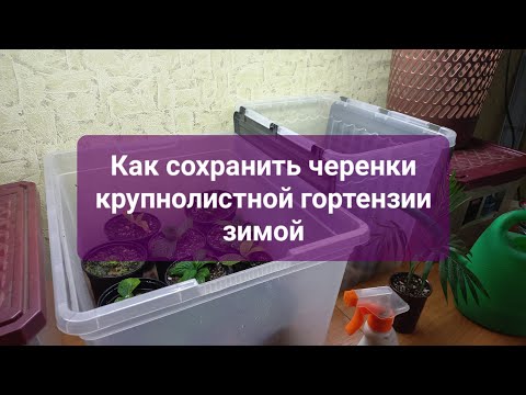 Видео: Как сохранить черенки крупнолистной гортензии зимой