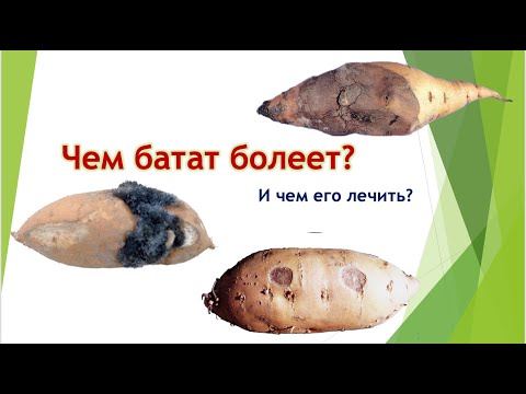 Видео: Чем батат болеет? И чем его лечить?